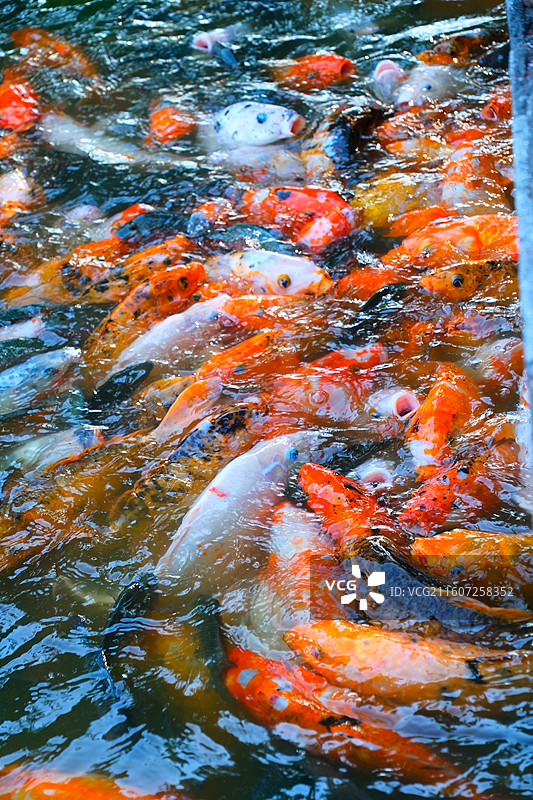 中国野生动物野外动物拍摄主题，鱼池鱼塘里五颜六色的锦鲤正在觅食，户外白昼无人图像摄影图片素材