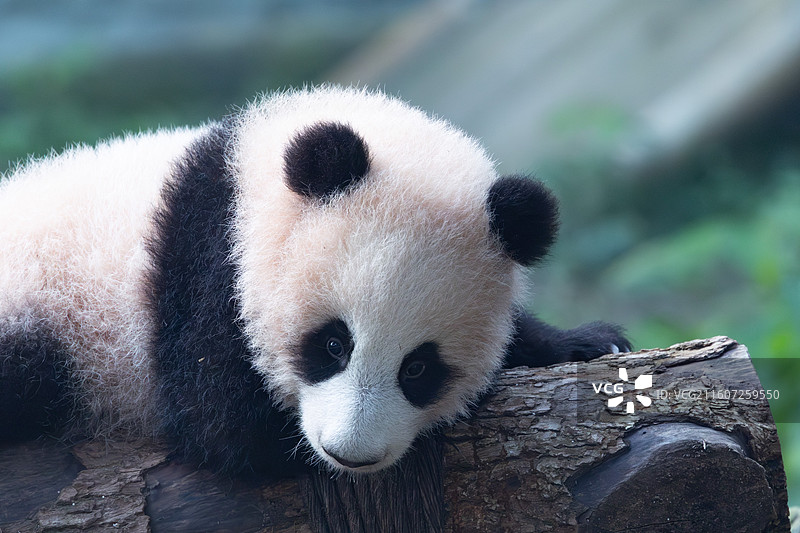 熊猫幼崽重庆动物园大熊猫图片素材