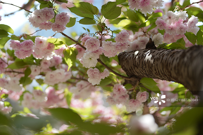 北京 春天 长富宫饭店 八重樱 染井吉野 樱花图片素材