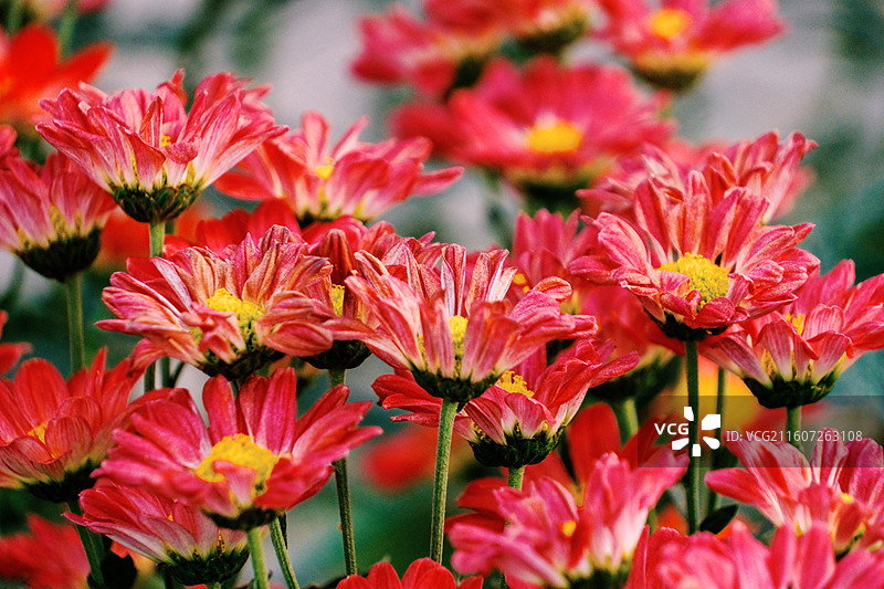 淮安文旅白马湖生态湿地公园十一月深秋初冬参观南农温室培育精品菊花多品种多视角组图图片素材