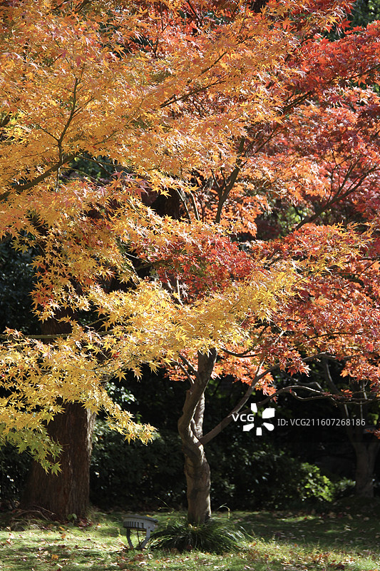 上海瑞金洲际酒店黄色枫树图片素材