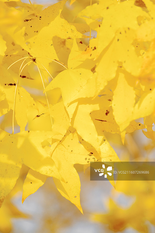 淮安文旅白马湖生态湿地公园十一月深秋初冬五角枫叶片在阳光的照射下呈现出漂亮的金黄色多视角组图图片素材