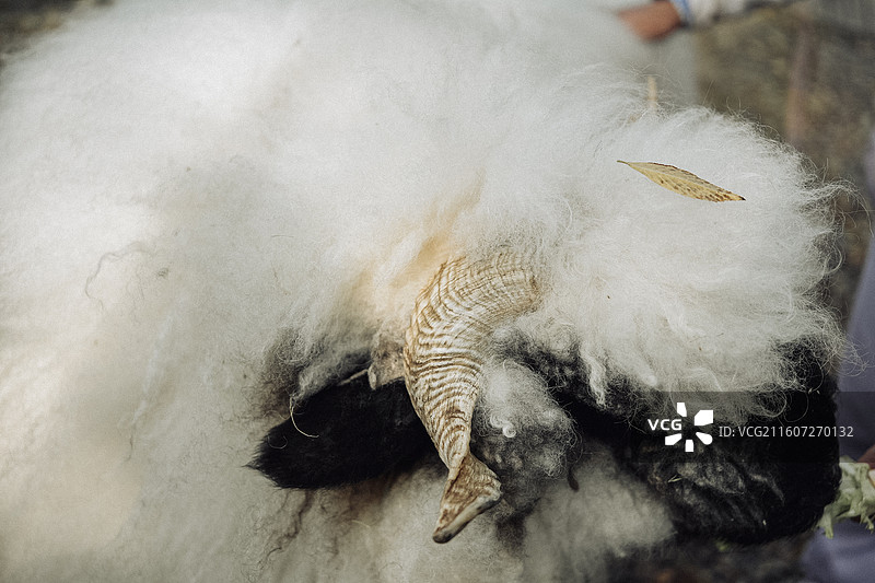 瓦莱黑鼻羊，黑鼻羊，绵羊，羊子，小羊肖恩，野生动物，家畜，动物，萌宠，宠物，哺乳动物，家养，农村图片素材