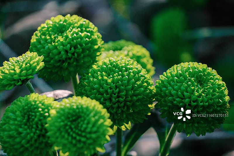 淮安文旅白马湖生态湿地公园十一月深秋初冬参观南农温室培育精品菊花多品种多视角组图图片素材