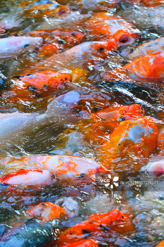 中国野生动物野外动物拍摄主题，鱼池鱼塘里五颜六色的锦鲤正在觅食，户外白昼无人图像摄影图片素材