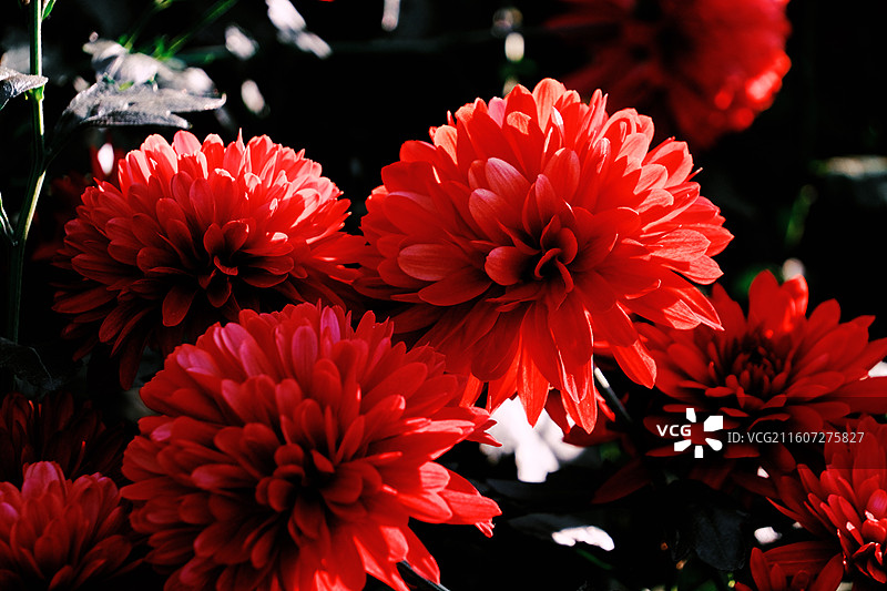 淮安文旅白马湖生态湿地公园十一月深秋初冬参观南农温室培育精品菊花多品种多视角组图图片素材