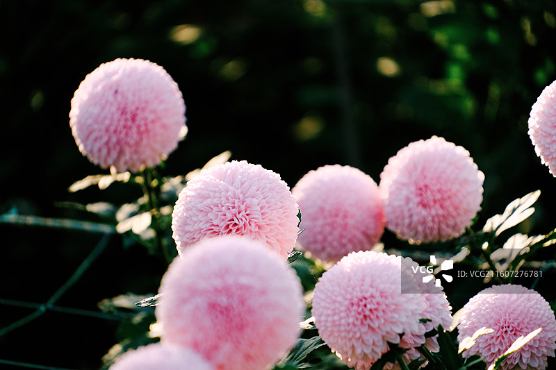 淮安文旅白马湖生态湿地公园十一月深秋初冬参观南农温室培育精品菊花多品种多视角组图图片素材