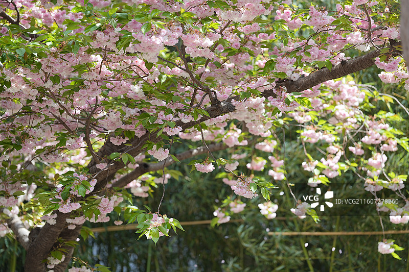 北京 春天 长富宫饭店 八重樱 染井吉野 樱花图片素材