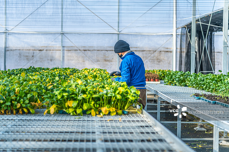 新疆 乌鲁木齐 米东区  育苗工厂 温室大棚图片素材