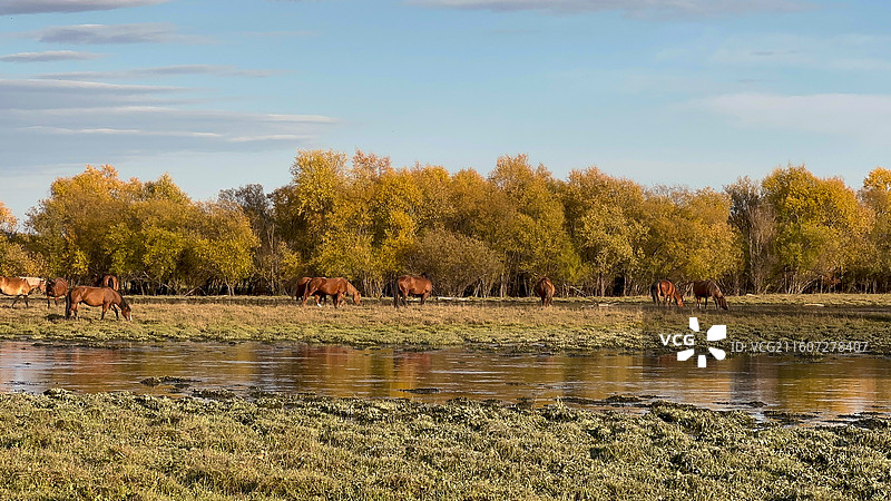 内蒙古呼伦贝尔额尔古纳湿地图片素材