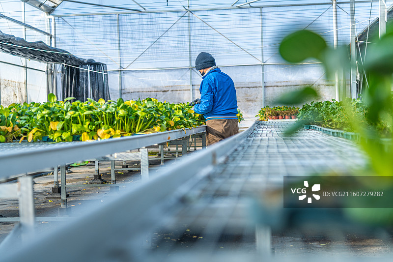 新疆 乌鲁木齐 米东区  育苗工厂 温室大棚图片素材