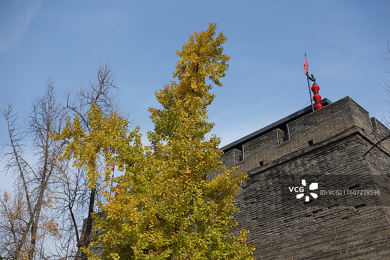 陕西西安明城墙西安城墙：安定门外西门外环城公园银杏秋景图片素材