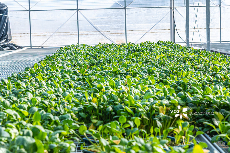 新疆 乌鲁木齐 米东区  育苗工厂 温室大棚图片素材