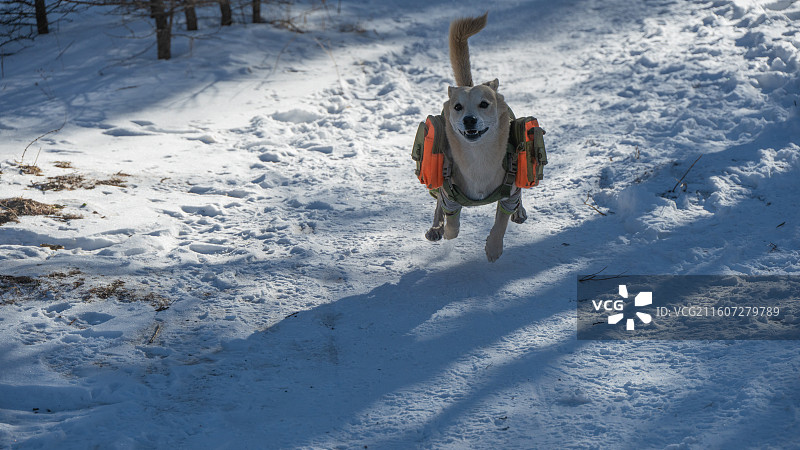 桦皮岭冬日雪景图片素材
