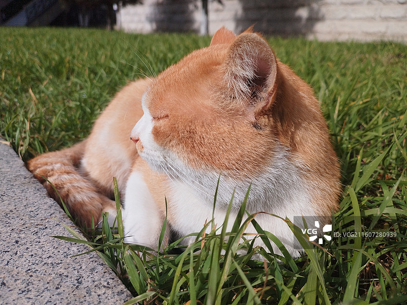 橘猫在草地上晒太阳图片素材