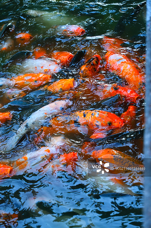 中国野生动物野外动物拍摄主题，鱼池鱼塘里五颜六色的锦鲤正在觅食，户外白昼无人图像摄影图片素材