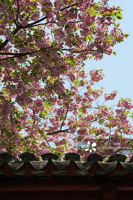 北京 春天 长富宫饭店 八重樱 染井吉野 樱花图片素材