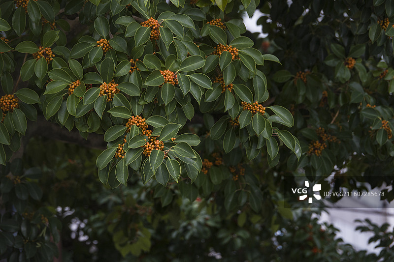 铁东青树和橙色的果子图片素材