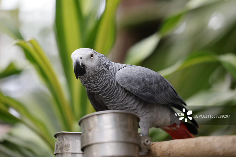 亚马逊鹦鹉、金刚鹦鹉、葵花鹦鹉、折衷鹦鹉、吸蜜鹦鹉、彩虹吸蜜鹦鹉、栗额金刚鹦鹉、粉红凤头鹦鹉、非洲灰图片素材