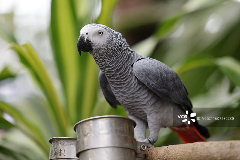 亚马逊鹦鹉、金刚鹦鹉、葵花鹦鹉、折衷鹦鹉、吸蜜鹦鹉、彩虹吸蜜鹦鹉、栗额金刚鹦鹉、粉红凤头鹦鹉、非洲灰图片素材