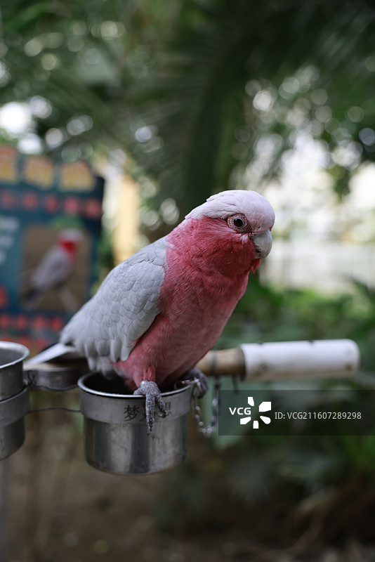 亚马逊鹦鹉、金刚鹦鹉、葵花鹦鹉、折衷鹦鹉、吸蜜鹦鹉、彩虹吸蜜鹦鹉、栗额金刚鹦鹉、粉红凤头鹦鹉、非洲灰图片素材