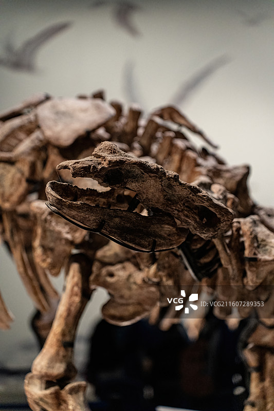 四川成都自然博物馆藏中国缙云甲龙恐龙化石图片素材