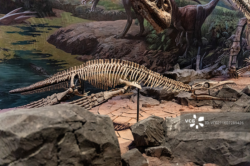 四川成都自然博物馆藏渝州上龙恐龙化石图片素材