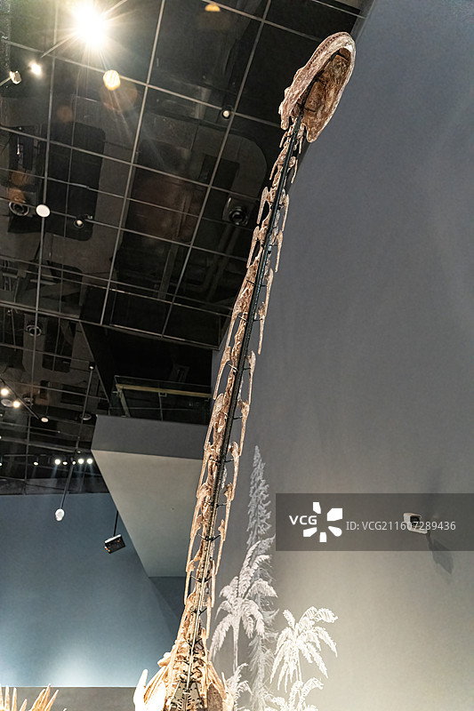 四川成都自然博物馆藏釜溪自贡龙恐龙化石图片素材