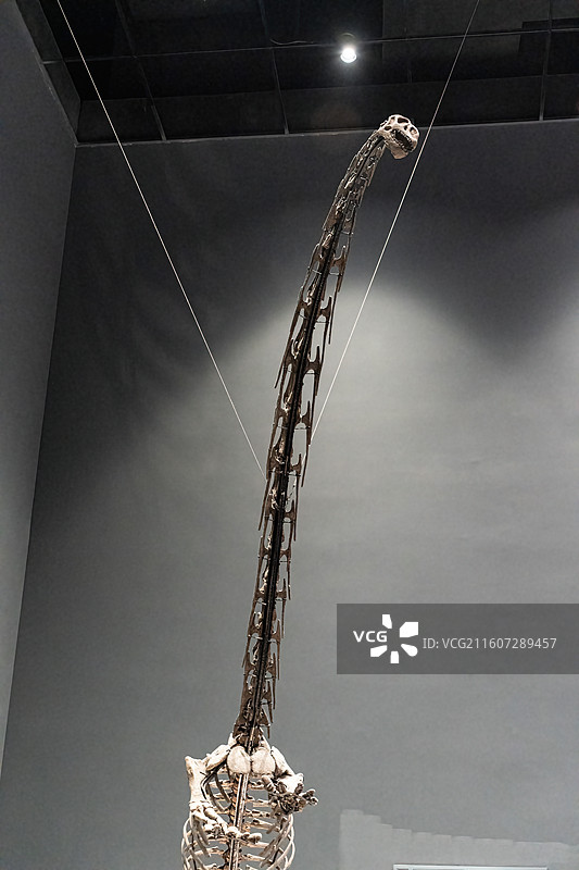 四川成都自然博物馆藏广元马马门溪龙恐龙化石图片素材