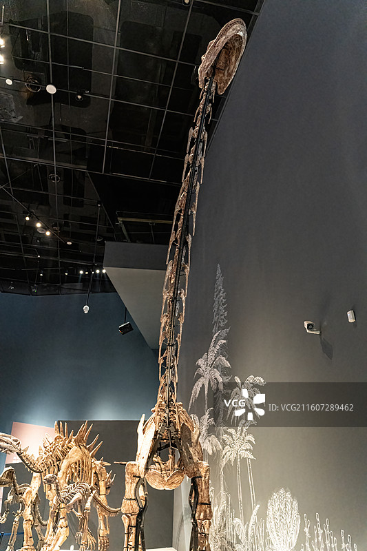 四川成都自然博物馆藏釜溪自贡龙恐龙化石图片素材