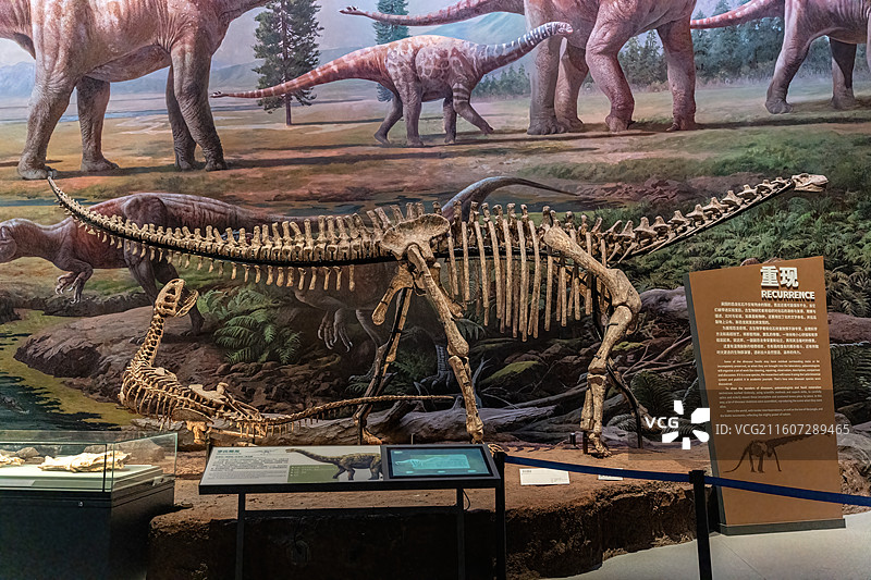 四川成都自然博物馆藏李氏蜀龙恐龙化石图片素材