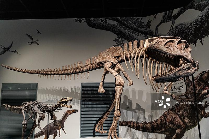 四川成都自然博物馆藏白魔雄关龙与巨型永川龙恐龙化石图片素材