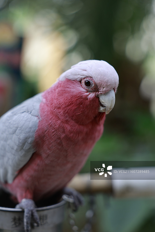亚马逊鹦鹉、金刚鹦鹉、葵花鹦鹉、折衷鹦鹉、吸蜜鹦鹉、彩虹吸蜜鹦鹉、栗额金刚鹦鹉、粉红凤头鹦鹉、非洲灰图片素材
