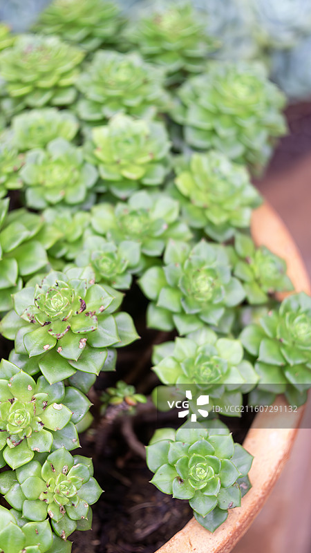 昆明法定寺内的多肉植物图片素材