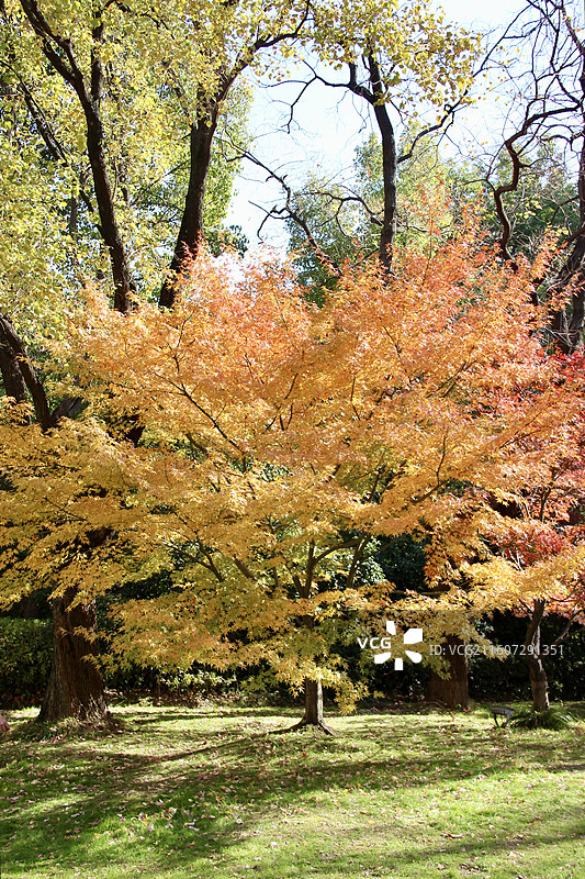 上海瑞金洲际酒店黄色枫树图片素材