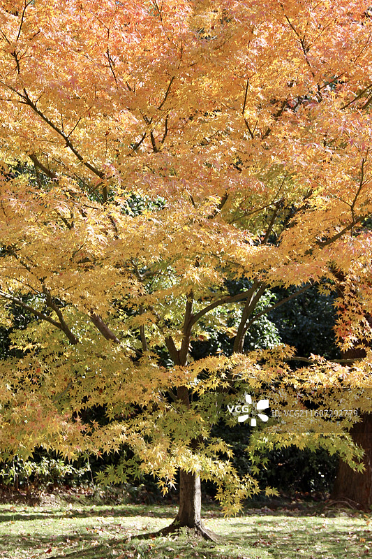 上海瑞金洲际酒店黄色枫树图片素材