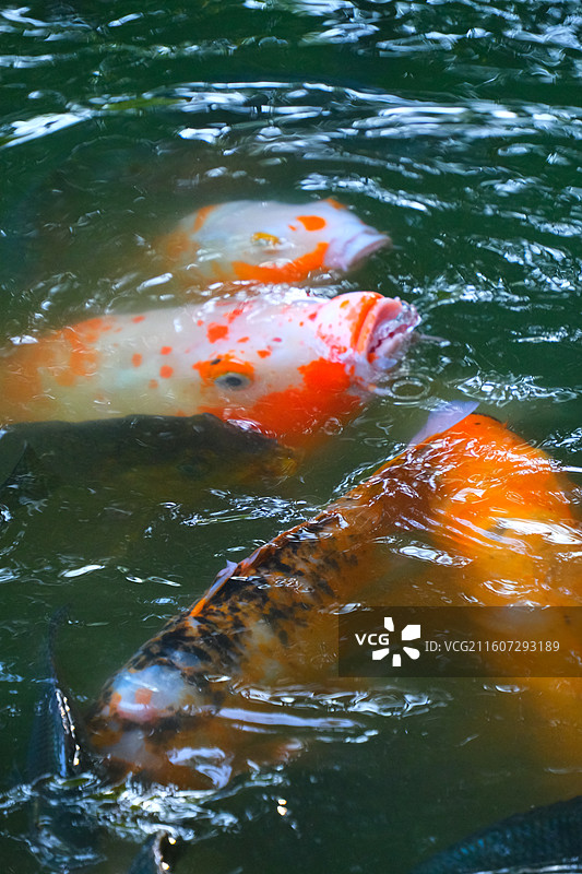 中国野生动物野外动物拍摄主题，鱼池鱼塘里五颜六色的锦鲤正在觅食，户外白昼无人图像摄影图片素材