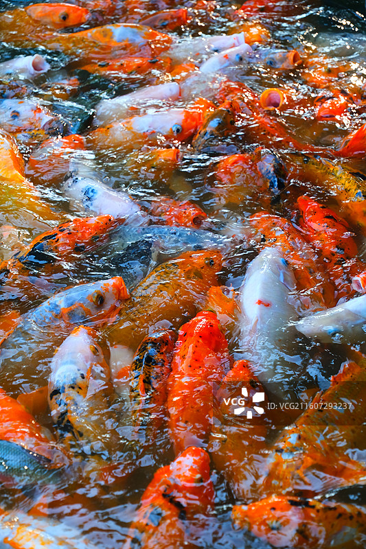 中国野生动物野外动物拍摄主题，鱼池鱼塘里五颜六色的锦鲤正在觅食，户外白昼无人图像摄影图片素材