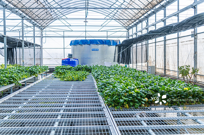 新疆 乌鲁木齐 米东区  育苗工厂 温室大棚图片素材