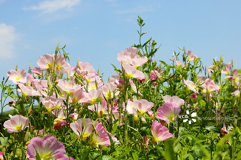 蓝色天空下粉红色开花植物的低角度视图图片素材