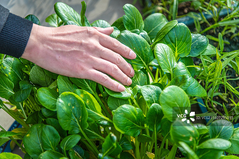 新疆 乌鲁木齐 米东区  育苗工厂 温室大棚图片素材