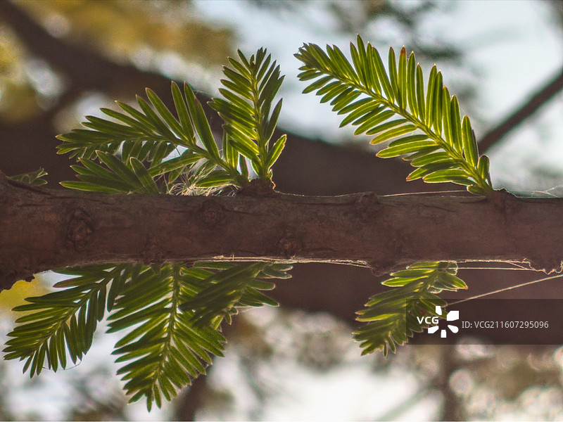 初冬的莒县沭河公园图片素材