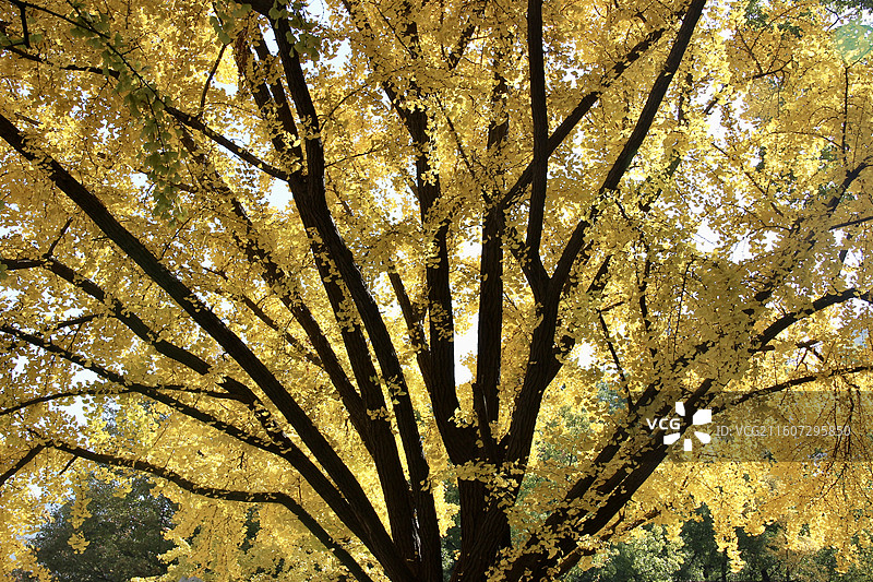 上海瑞金洲际酒店百年黄色银杏树图片素材