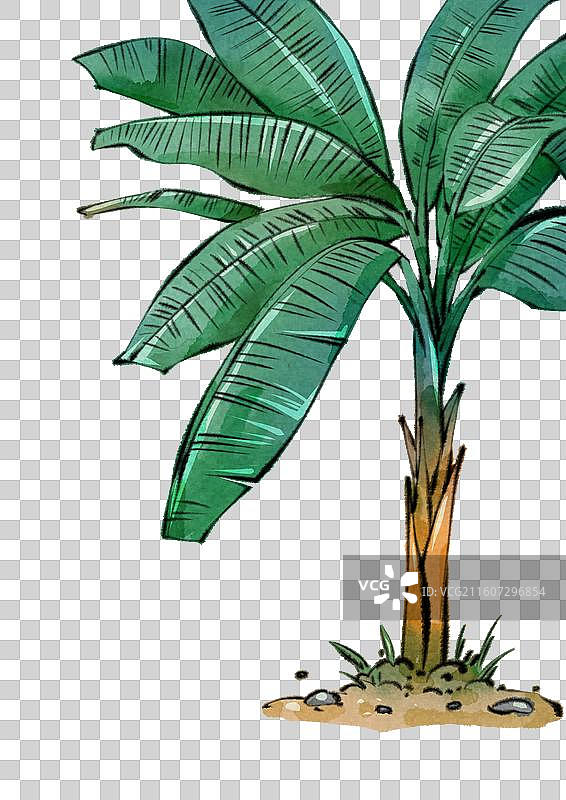 芭蕉树图片素材