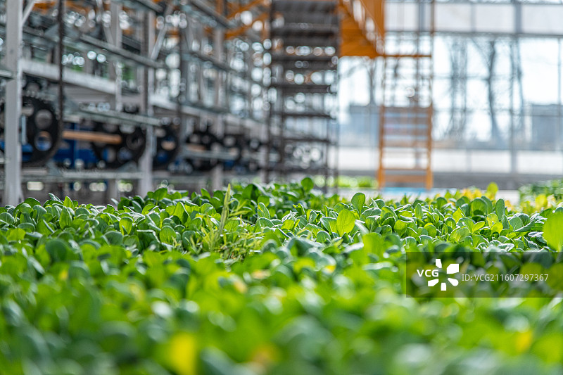 新疆 乌鲁木齐 米东区  育苗工厂 温室大棚图片素材