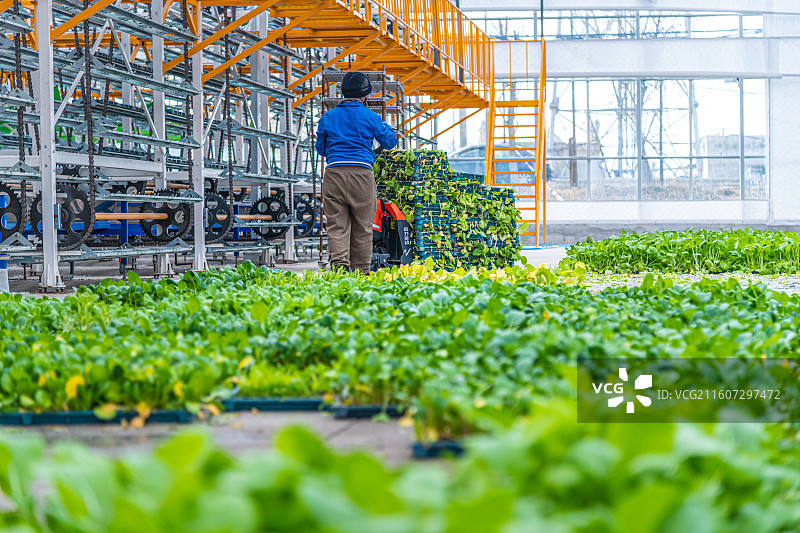 新疆 乌鲁木齐 米东区  育苗工厂 温室大棚图片素材