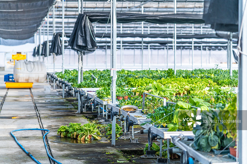 新疆 乌鲁木齐 米东区  育苗工厂 温室大棚图片素材