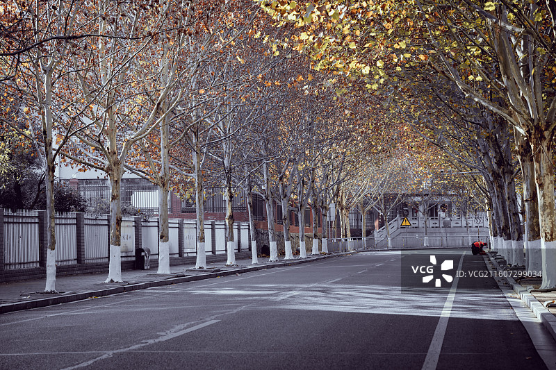 街道两边的法国梧桐树图片素材