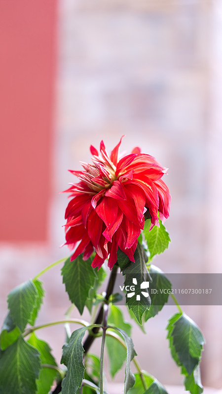 昆明法定寺内的花朵 大丽花图片素材