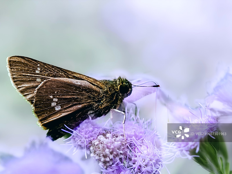 沉醉在花中的稻弄蝶图片素材